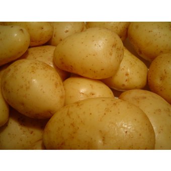 Pommes de terre variété Monalisa