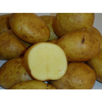 Pommes de terre variété Agria