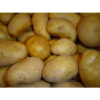Pommes de terre variété Annabelle