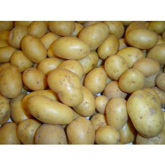 Pommes de terre grenaille variété Monalisa.