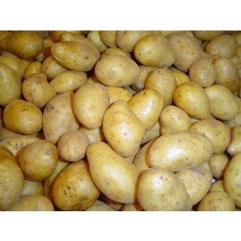 Pommes de terre grenaile variété Annabelle